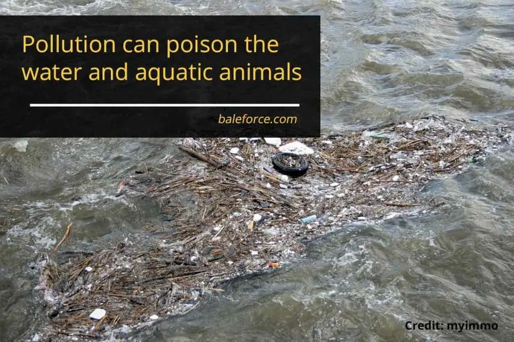 Pollution can poison the water and aquatic animals