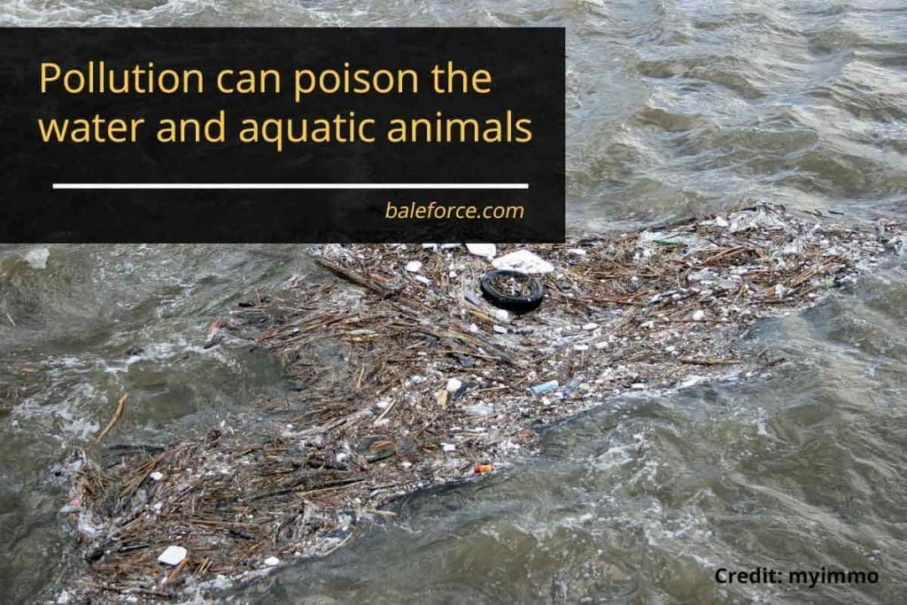 Pollution can poison the water and aquatic animals