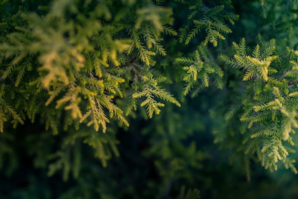 Beautiful fir tree leaves to be recycled